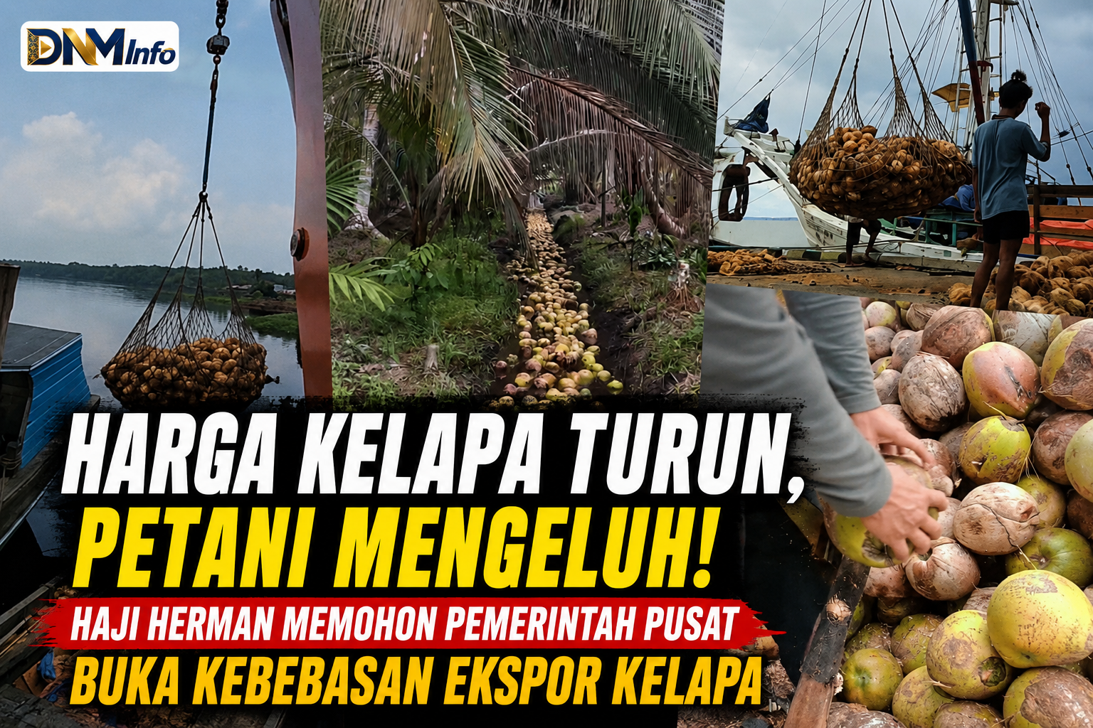 Harga Kelapa Anjlok, Petani Mengeluh, Haji Herman Minta Pemerintah Buka Kebebasan Ekspor